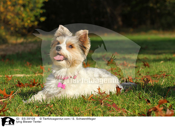 liegender Biewer Terrier / lying Biewer Terrier / SS-39108