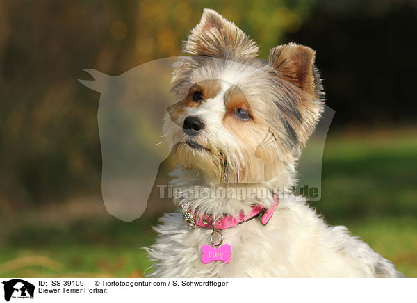 Biewer Terrier Portrait / Biewer Terrier Portrait / SS-39109