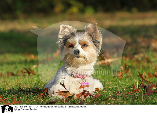 liegender Biewer Terrier / lying Biewer Terrier / SS-39110