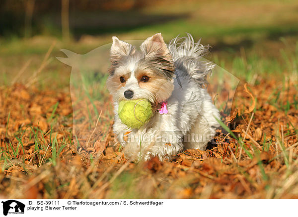 spielender Biewer Terrier / playing Biewer Terrier / SS-39111