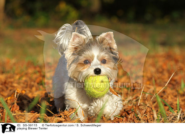 spielender Biewer Terrier / playing Biewer Terrier / SS-39115