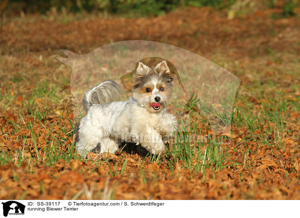 running Biewer Terrier / SS-39117