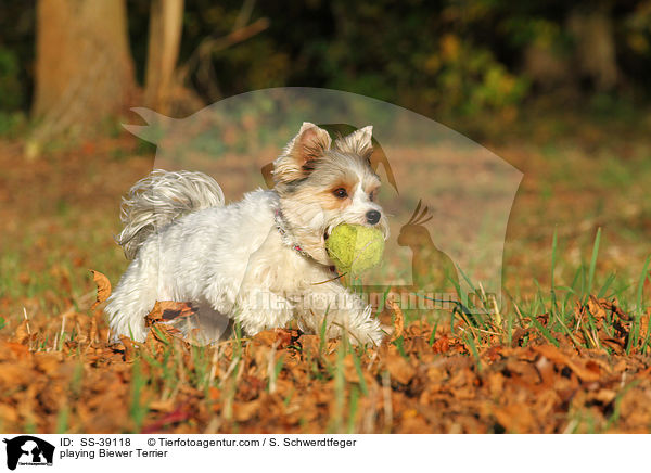 spielender Biewer Terrier / playing Biewer Terrier / SS-39118