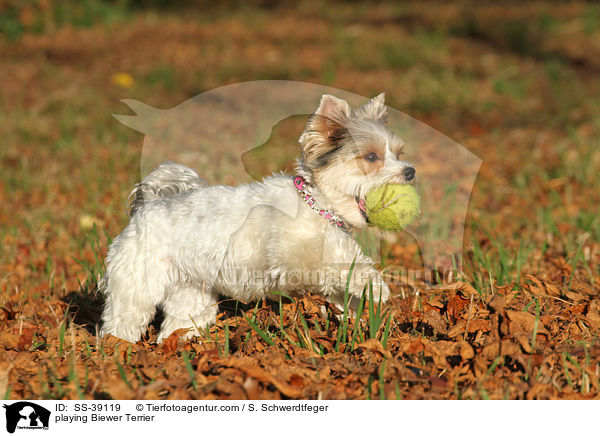spielender Biewer Terrier / playing Biewer Terrier / SS-39119