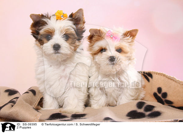 2 Welpen / 2 Puppies / SS-39395