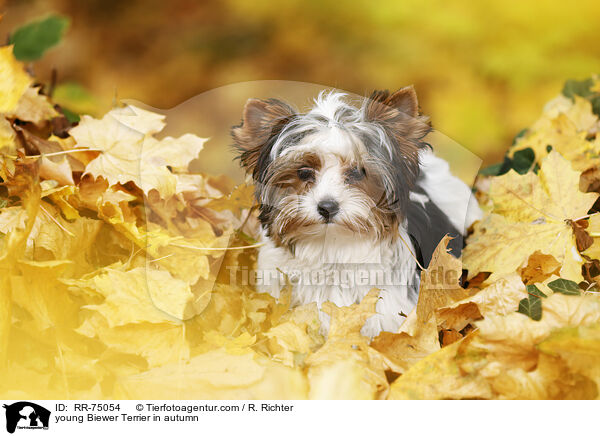 junger Biewer Terrier im Herbst / young Biewer Terrier in autumn / RR-75054