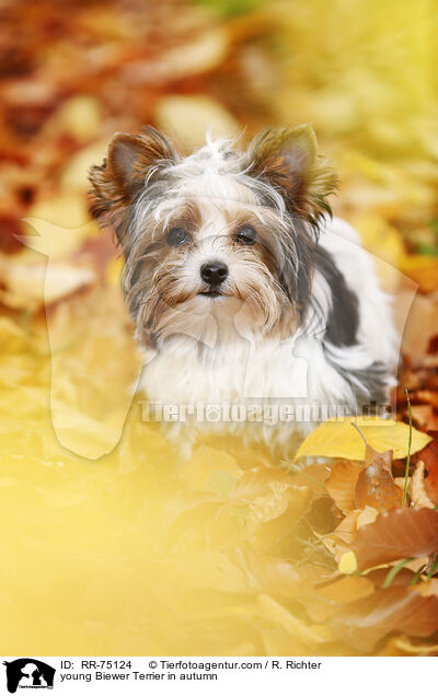 young Biewer Terrier in autumn / RR-75124
