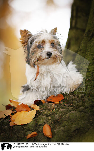 young Biewer Terrier in autumn / RR-75135
