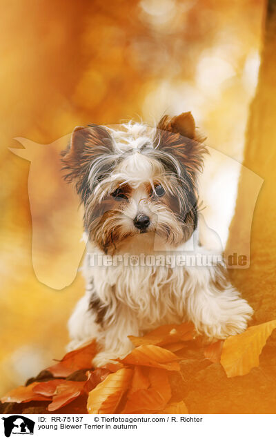young Biewer Terrier in autumn / RR-75137