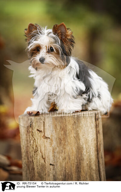 junger Biewer Terrier im Herbst / young Biewer Terrier in autumn / RR-75154