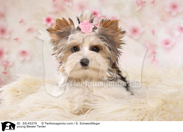 young Biewer Terrier / SS-45279