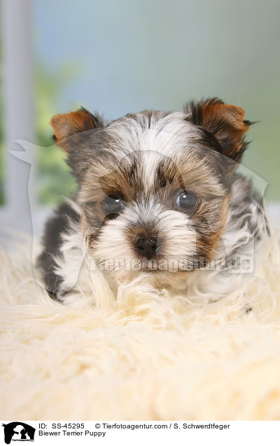 Biewer Terrier Puppy / SS-45295