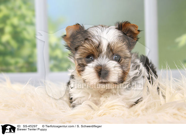 Biewer Terrier Welpe / Biewer Terrier Puppy / SS-45297