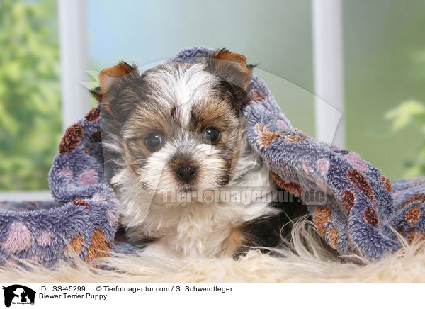 Biewer Terrier Welpe / Biewer Terrier Puppy / SS-45299