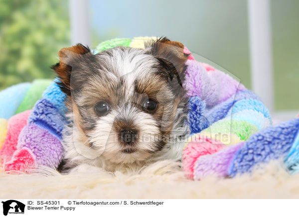 Biewer Terrier Welpe / Biewer Terrier Puppy / SS-45301