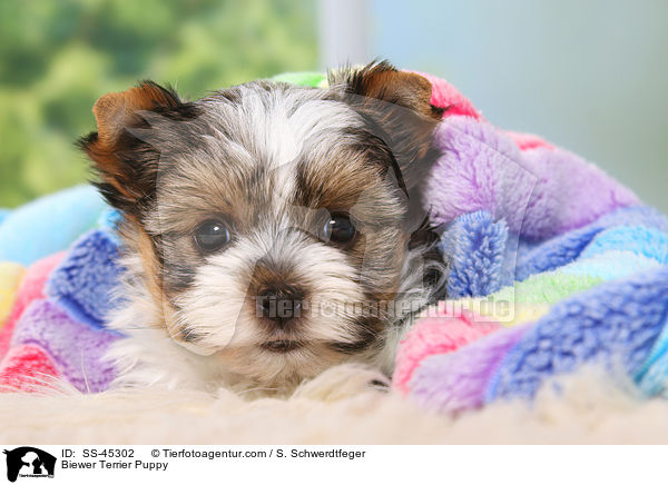 Biewer Terrier Welpe / Biewer Terrier Puppy / SS-45302