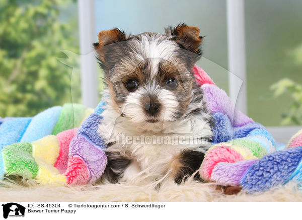 Biewer Terrier Welpe / Biewer Terrier Puppy / SS-45304