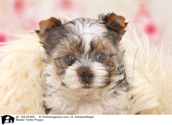 Biewer Terrier Welpe / Biewer Terrier Puppy / SS-45309