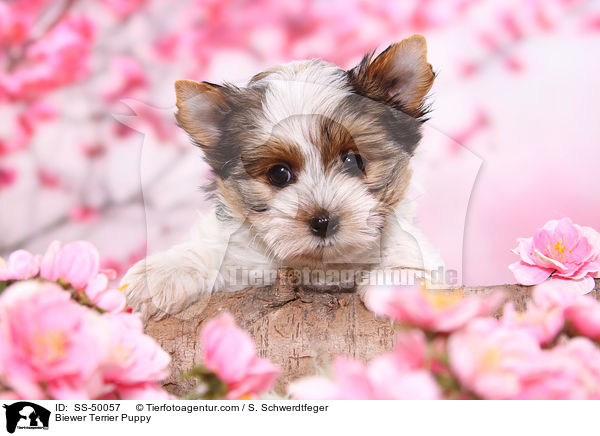 Biewer Terrier Welpe / Biewer Terrier Puppy / SS-50057