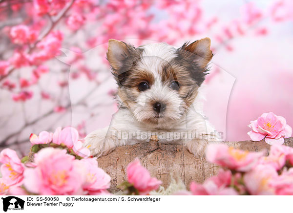 Biewer Terrier Welpe / Biewer Terrier Puppy / SS-50058
