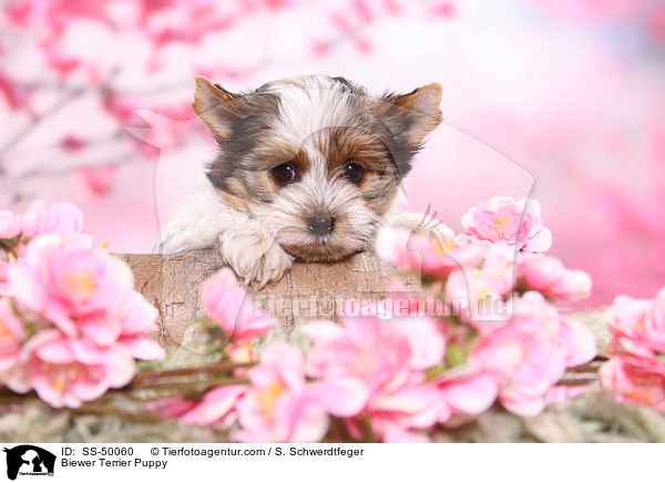 Biewer Terrier Welpe / Biewer Terrier Puppy / SS-50060
