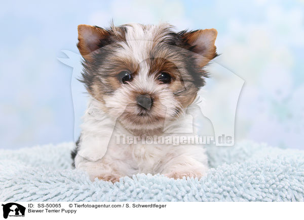 Biewer Terrier Welpe / Biewer Terrier Puppy / SS-50065