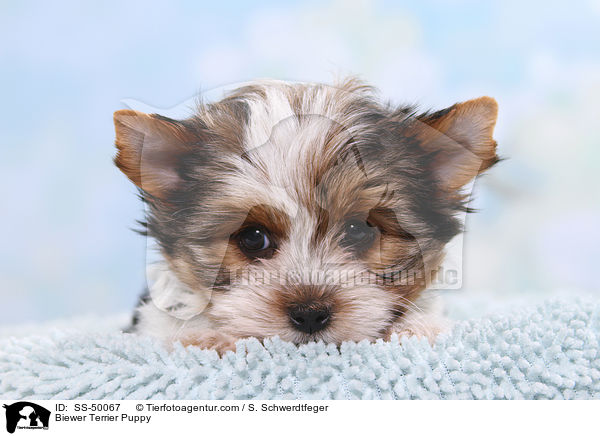 Biewer Terrier Welpe / Biewer Terrier Puppy / SS-50067