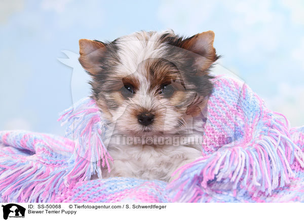 Biewer Terrier Welpe / Biewer Terrier Puppy / SS-50068