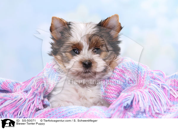 Biewer Terrier Welpe / Biewer Terrier Puppy / SS-50071