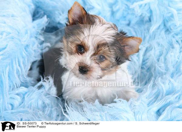 Biewer Terrier Welpe / Biewer Terrier Puppy / SS-50073