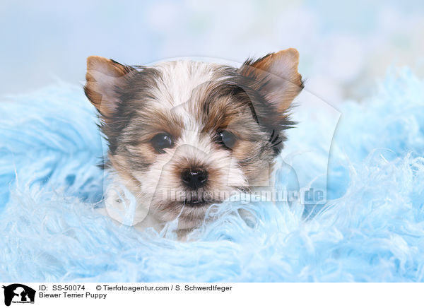 Biewer Terrier Welpe / Biewer Terrier Puppy / SS-50074