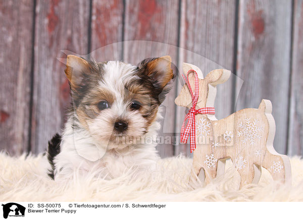 Biewer Terrier Puppy / SS-50075