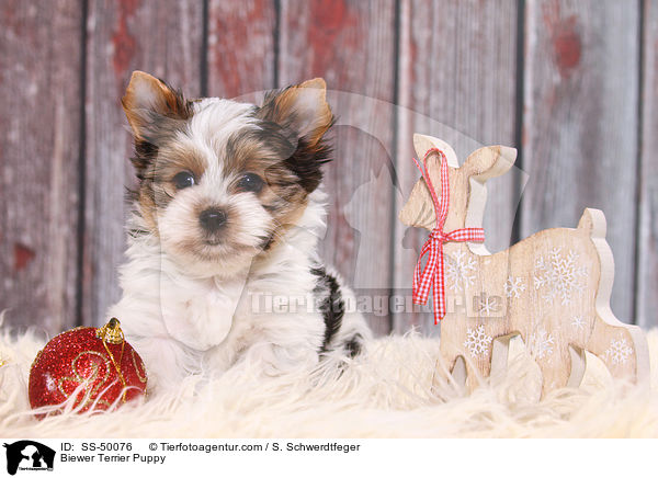 Biewer Terrier Welpe / Biewer Terrier Puppy / SS-50076
