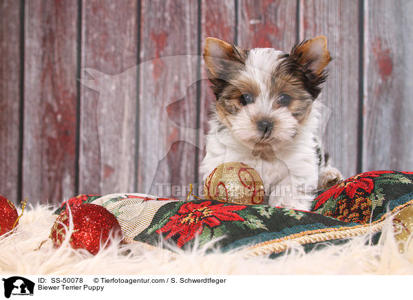 Biewer Terrier Welpe / Biewer Terrier Puppy / SS-50078