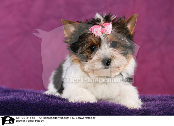 Biewer Terrier Welpe / Biewer Terrier Puppy / SS-51655