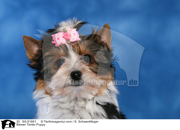 Biewer Terrier Welpe / Biewer Terrier Puppy / SS-51661