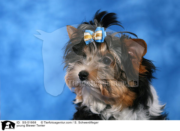 young Biewer Terrier / SS-51668