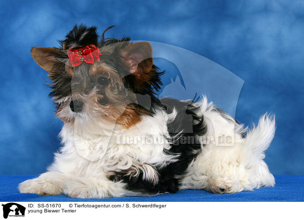 young Biewer Terrier / SS-51670