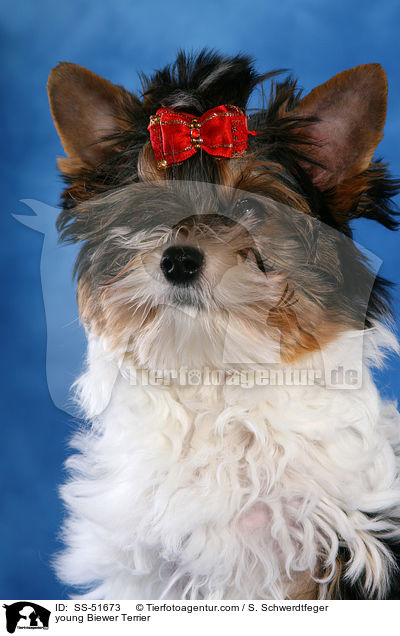 junger Biewer Terrier / young Biewer Terrier / SS-51673