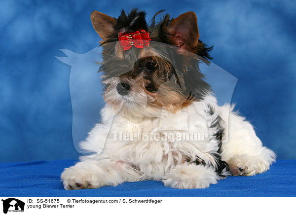 young Biewer Terrier / SS-51675