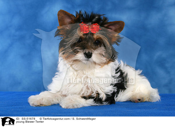 junger Biewer Terrier / young Biewer Terrier / SS-51678