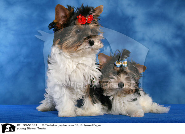 junger Biewer Terrier / young Biewer Terrier / SS-51681