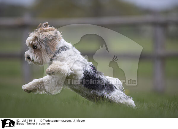 Biewer Terrier in summer / JM-11018