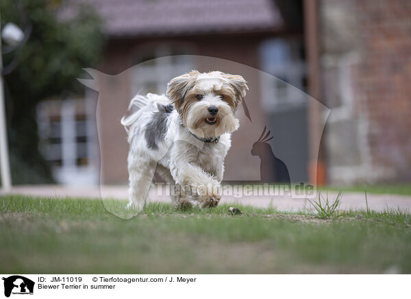 Biewer Terrier in summer / JM-11019