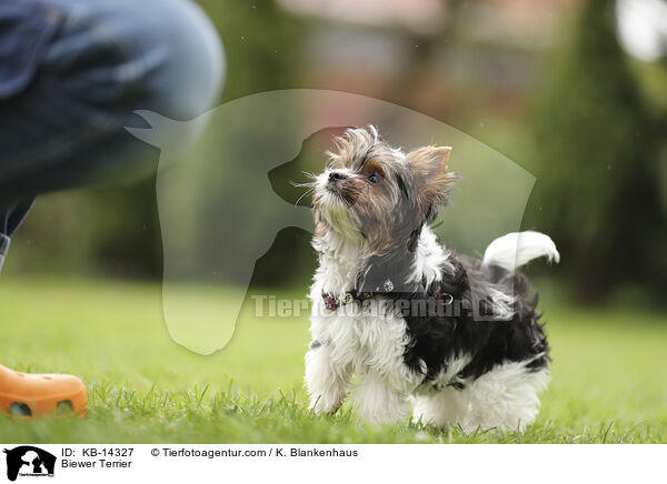 Biewer Terrier / Biewer Terrier / KB-14327