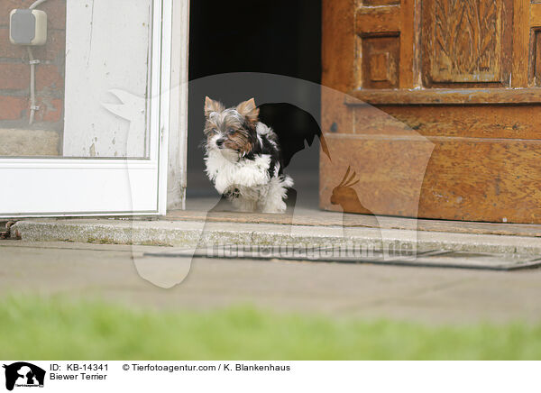 Biewer Terrier / Biewer Terrier / KB-14341