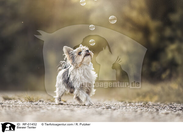 Biewer Terrier / Biewer Terrier / RP-01452