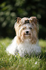 sitting Biewer Terrier