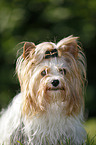 Biewer Terrier Portrait