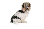 sitting Biewer Terrier